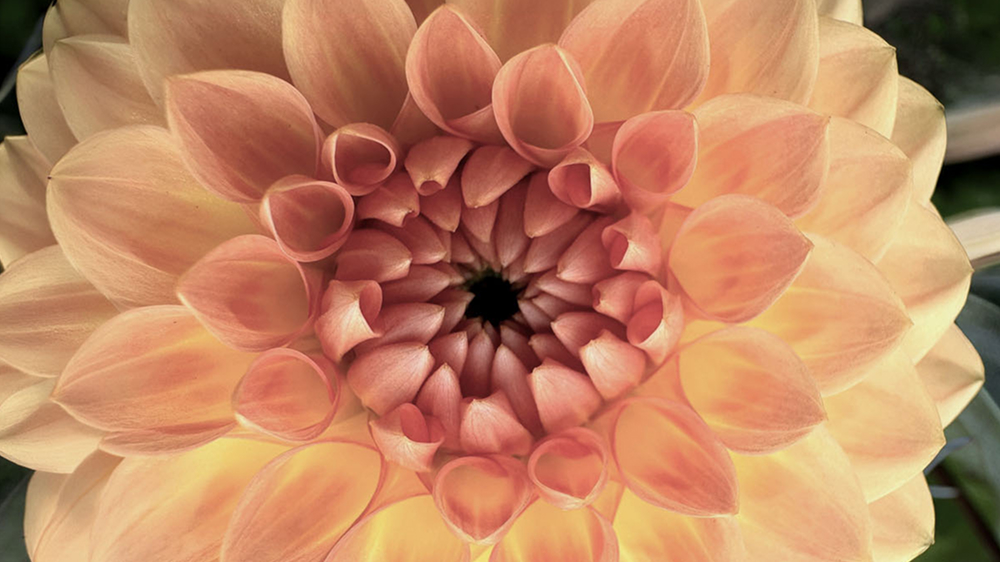 Dahlia